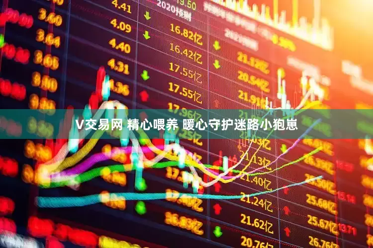 V交易网 精心喂养 暖心守护迷路小狍崽